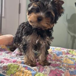 Olivia - Blue and gold female Yorkshire Terrier puppy in Frederick, Maryland from Laritza Rodriguez