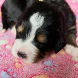 Sorbet - Black rust and white female Bernese Mountain Dog puppy in Draper, Utah from Breaking Trail Berners