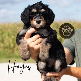 Hayes - Tri-color male Bernedoodle puppy in Allerton, Iowa from Jewell Kennels