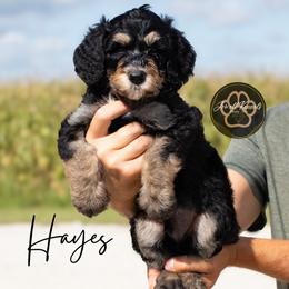 Hayes - Tri-color male Bernedoodle puppy in Allerton, Iowa from Jewell Kennels
