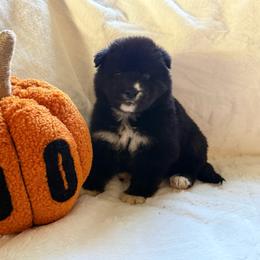 Gambit - Black and white female Siberian Husky puppy in London, Ohio from Rose Trail Siberian’s