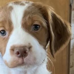 Brittanys and Tibetan Spaniels from MoonRiver Brittanys & Tibetan Spaniels