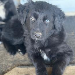 Cooper - Black & white Australian Shepherd puppy in Hillsboro, Ohio from Sugar Grove Farms