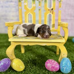 Daphne - Dapple female Dachshund puppy in Westport, Kentucky from Lonestar Creek Farm