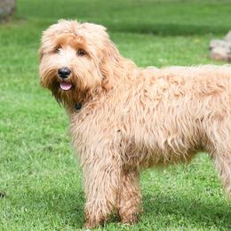 Scout - Australian Labradoodle