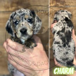 Charm - Dapple male Dachshund puppy in Fond Du Lac, Wisconsin from Clucking Homestead Springers & Dachshunds