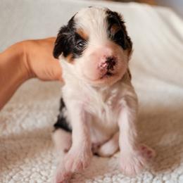 Girl 1 - female Bernedoodle puppy in Gilbert, Arizona from 5280 Bernedoodles