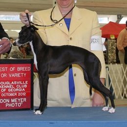 Keira Sue - Italian Greyhound