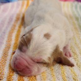 Sunshine - Lemon and white female Basset Hound puppy in Floyd, Arkansas from Twin Creek Acres