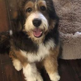 Bernedoodle All Grown Up from The Great Puppy Patch
