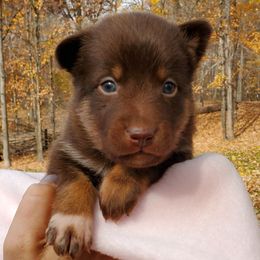 Girl 1 - Lapponian Herder puppy in Cambridge, Minnesota from Kuulas Kennels
