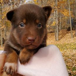 Girl 1 - Lapponian Herder puppy in Cambridge, Minnesota from Kuulas Kennels