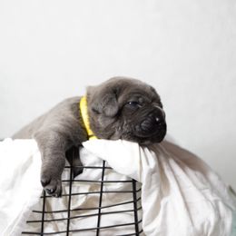 Cane Corso Puppies from KingWood Cane Corso