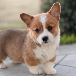 Fig - Red male Pembroke Welsh Corgi puppy in Beggs, Oklahoma from Blue Diamond Corgi’s