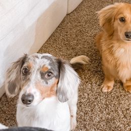 Dachshunds from B’s Dachshunds