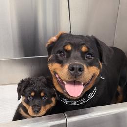 Rottweiler All Grown Up from Familienwachter Rottweilers