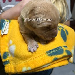 Golden Retriever Puppies from Golden Kiss Retrievers