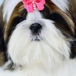 Shih Tzus from Cheryl Strak's Shih Tzus