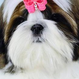 Shih Tzus from Cheryl Strak's Shih Tzus