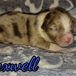 Maxwell - Red merle male Australian Shepherd puppy in Albion, Michigan from Northern Lights Aussies (NL Aussies)