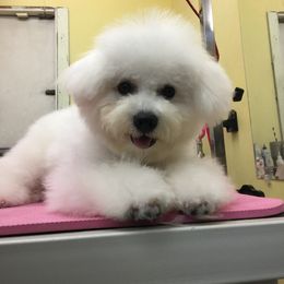 Bichon Frise Puppies from Bijou Bichon