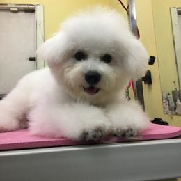 Bichon Frise Puppies from Bijou Bichon