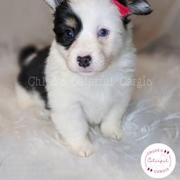 American Corgi and Pembroke Welsh Corgi Puppies from Chloe's Colorful Corgis