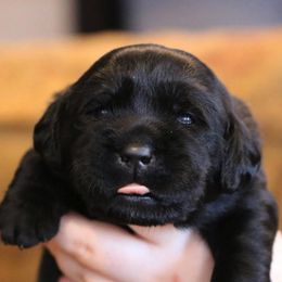 Labrador Retrievers from Atlas Labradors LLC