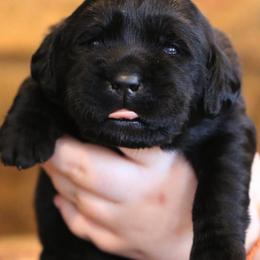 Labrador Retrievers from Atlas Labradors LLC
