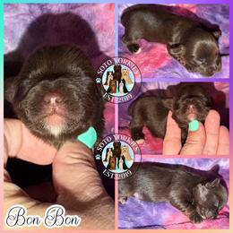 Bonbon - Liver female Yorkshire Terrier puppy in London, Kentucky from Soto Yorkies