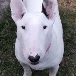 Bull Terriers from Golani's Warriors