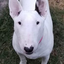 Bull Terriers from Golani's Warriors