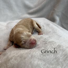 Grinch - Buff male Cockapoo puppy in Alexandria, Alabama from Bright and Beautiful Cockapoos and Doodles