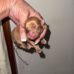 Joy - Chocolate female Pomeranian puppy in Avon Park, Florida from Mariska's Pomeranians