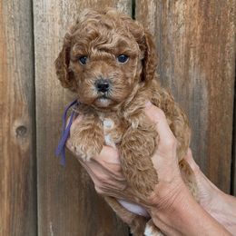 Peppermint Patty - Apricot female Assorted Doodle Crosses puppy in Yuba City, California from Lucky Day Doodles