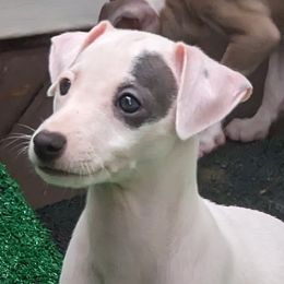 Italian Greyhound Puppies from Alura Italian Greyhounds
