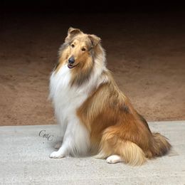 Collie and Shetland Sheepdog All Grown Up from Dueling Pine Ranch