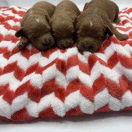 Kovu - Red male Cavapoo puppy in Central, Arizona from Desert Valley Doodles