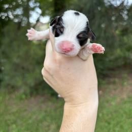 Chía - Black and white female American Corgi puppy in Foreman Ar., Arkansas from Grassy Lake Corgis