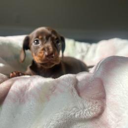 Cocoa Pebbles - Chocolate and tan female Dachshund puppy in Temecula, California from Naomi Magee's Dachshund Kennel