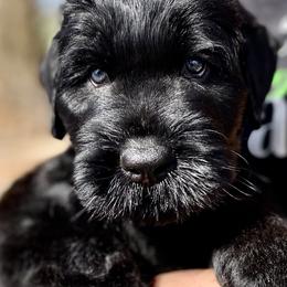 Boy 2 - Black male Black Russian Terrier puppy in Oklahoma from Ter’Avalon Kennel