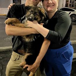 German Shepherd Puppies from Von Gonzalez Kennel