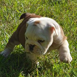 DOROTHEA - Red and white female Bulldog puppy in Cheshire, Connecticut from Absolut Bulldogs