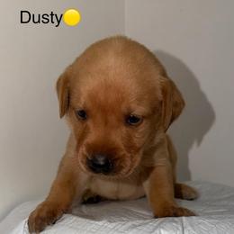 Dusty Yellow Collar - Yellow male Labrador Retriever puppy in Elloree, South Carolina from Moonlight Kennels LLC