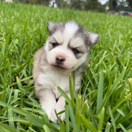 Maverick - Gray and white male Pomsky puppy in La Verne, California from Red Cedar Pomskies