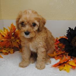 Australian Shepherd, Cavalier King Charles Spaniel, and Cavapoo Puppies from Dogwood & Sassafras Companions