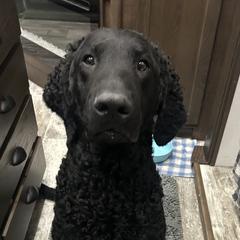 Curly-Coated Retriever All Grown Up from Elflock Curlies