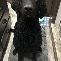 Curly-Coated Retriever All Grown Up from Elflock Curlies