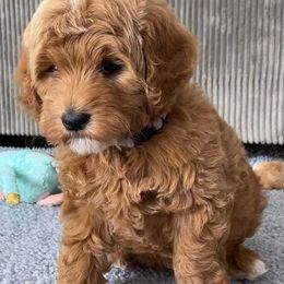 Aussiedoodles and Goldendoodles from Herriman Hills Doodles