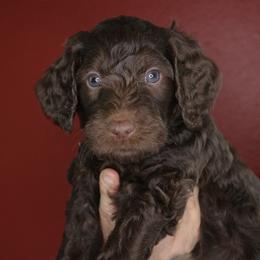 Cinnamon Roll (Dark Blue collar) - Chocolate male Goldendoodle puppy in Seattle, Washington from Dream Lake Doodles